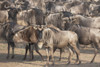 Migrating Herd Of Wildebeest, Masai Mara, Kenya, Africa PosterPrint - Item # VARDPI1865911