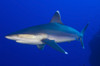 Silvertip Shark, Fathers reef, Kimbe Bay, Papua New Guinea Poster Print - Item # VARPSTSJN400029U