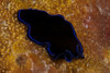 A large Sapphire flatworm on coral, Fiji Poster Print