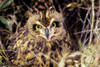 USA, Colorado, Short-Eared Owl (Asio Flammeus); Front Range PosterPrint - Item # VARDPI1978584