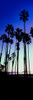 Palm trees silhouette at sunrise, Santa Barbara, California, USA Poster Print - Item # VARPPI164965