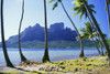 French Polynesia, Tahiti, Bora Bora Coast With Palm Trees PosterPrint - Item # VARDPI1994688