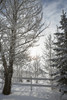 Trees Covered With Snow And Frost; Calgary, Alberta, Canada PosterPrint - Item # VARDPI1931543