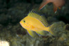 Hawaii, Lanai, Pseudanthias Fuscipinnis (Rare And Endemic) Close-Up C1936 PosterPrint - Item # VARDPI1999540