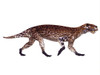 Lycaenops, side view. Lycaenops was a carnivorous mammal-like reptile that lived in South Africa during the Permian Period Poster Print - Item # VARPSTCFR200529P