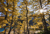 Artist's Choice: Sun Through Larch Trees, Lake Mcarthur, Yoho National Park, British Columbia PosterPrint - Item # VARDPI2049557