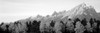 Aspen trees on a mountainside, Grand Teton, Teton Range, Grand Teton National Park, Wyoming, USA Poster Print - Item # VARPPI172719
