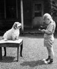 Side profile of boy taking photograph of his dog Poster Print - Item # VARSAL255831
