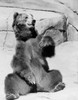 Kodiak Bear in zoo Poster Print - Item # VARSAL255420371