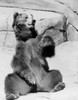 Kodiak Bear in zoo Poster Print - Item # VARSAL255420371