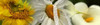 http://c328301.r1.cf1.rackcdn.com/PPI135729S.jpg