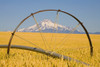 Irrigation Pipe In Wheat Field With Mount Hood In Background; Oregon, Usa PosterPrint - Item # VARDPI1918867
