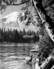 Deer standing in a lake  Mount St. Helens  Spirit Lake  Washington State  USA Poster Print - Item # VARSAL25525845