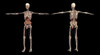 3D rendering of human skeleton with internal organs Poster Print