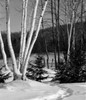 USA  New Hampshire  Lancaster  Winter landscape with birch tree Poster Print - Item # VARSAL255420509
