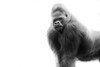 Black And White Portrait Of A Gorilla PosterPrint - Item # VARDPI1786958
