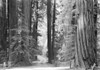 USA  California  Redwood National Park Poster Print - Item # VARSAL255419125