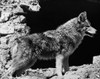 Side profile of a coyote Poster Print - Item # VARSAL25532156