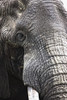 Portrait Of African Bull Elephant PosterPrint - Item # VARDPI1833046
