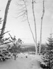 USA  Vermont  Waterford  Winter landscape with Birch tree Poster Print - Item # VARSAL255420525