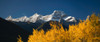 Poplar trees in autumn, Mount Lougheed, Kananaskis Country, Alberta, Canada Poster Print - Item # VARPPI166929