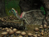 A Compsognathus prepares to swallow a small lizard Poster Print - Item # VARPSTWMY100177P