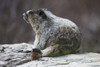 Marmot (Marmota), Yoho National Park; British Columbia, Canada PosterPrint - Item # VARDPI12252399