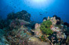 Reef scene with corals and fish, Komodo, Indonesia Poster Print - Item # VARPSTMME400164U
