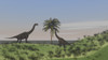Two large Brachiosaurus grazing on a tall tree Poster Print - Item # VARPSTKVA600129P