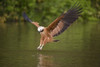 Black-Collared hawk pouncing over water  Three Brothers River  Meeting of Waters State Park  Pantanal Wetlands  Brazil Poster Print by Panoramic Images (16 x 11) - Item # PPI125307