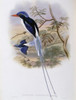 Port-moresby Racket-tailed Kingfisher John Gould Poster Print - Item # VARSAL900140759