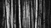 Forest of birch trees; Alberta, Canada PosterPrint - Item # VARDPI12290227