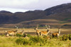 Island Of Islay, Scotland; Male Deer Roaming The Hills PosterPrint - Item # VARDPI1849505