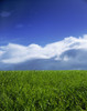 Grass In A Field, Ireland PosterPrint