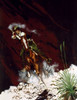 Man on horse shooting Poster Print
