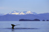 Alaska, Frederick Sound, Humpback Whale (Megaptera Novaeangliae) Fluke PosterPrint - Item # VARDPI2002036