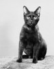 Black cat sitting Poster Print - Item # VARSAL25530138