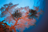 http://c328301.r1.cf1.rackcdn.com/DPI1990360LARGE.jpg