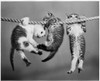 Three kittens hanging from a rope Poster Print - Item # VARSAL25528751