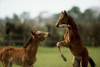 Thoroughbred Foals Playing, Ireland PosterPrint - Item # VARDPI1812575