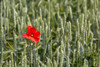Close up of red poppy in a green wheat field; Brehec, Brittany, France PosterPrint - Item # VARDPI12282586