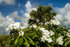 Frangipani (Plumeria rubra), Hawaiian Lei Flower; Antigua, West Indies PosterPrint - Item # VARDPI12257248
