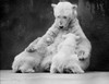 USA  Michigan  Detroit  zoo  female polar bear feeding her two cubs Poster Print - Item # VARSAL255421541