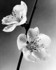 Peach Blossoms Poster Print - Item # VARSAL25532849