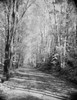 USA  New Hampshire  near Whitefield  trees and road in autumn Poster Print - Item # VARSAL255423149