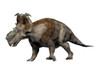 Pachyrhinosaurus dinosaur, white background Poster Print - Item # VARPSTNBT600135P