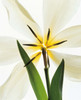 Flower head  Lily Poster Print by Panoramic Images (14 x 16) - Item # PPI136219
