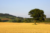 Tree In A Golden Field Of Grain, North Yorkshire, England PosterPrint - Item # VARDPI1852591