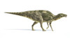 Maiasaura dinosaur on white background with drop shadow Poster Print