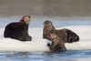 Group Of Sea Otters Hauled Out On Iceberg, Prince William Sound, Alaska, Southcentral, Summer PosterPrint - Item # VARDPI2093281